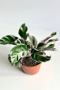 Calathea White Fusion Care