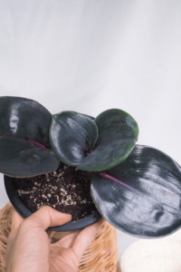 Geogenanthus Ciliatus Care