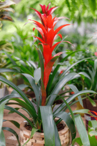 Guzmania Lingulata Care