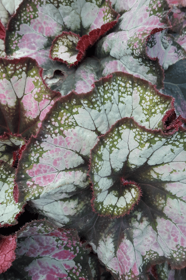 How to Care for Painted Leaf Begonia