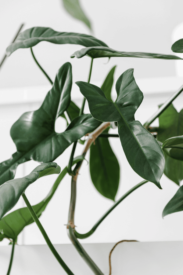 How to Care for Philodendron Bipennifolium