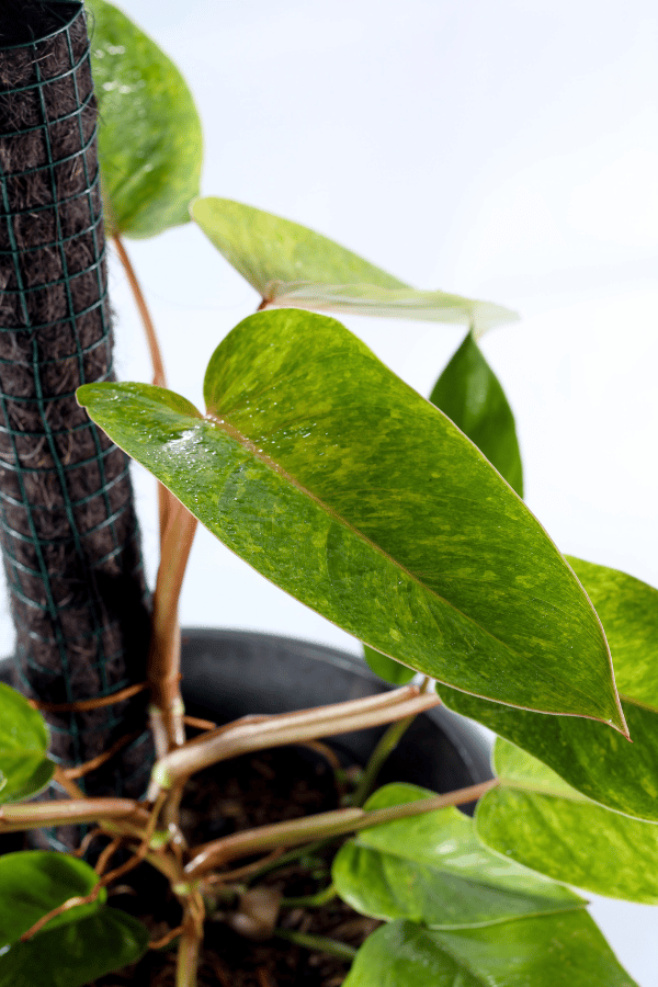 How to Care for Philodendron Painted Lady