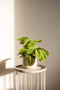 Maranta Leuconeura Care