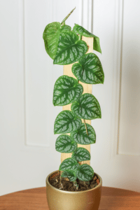 Monstera Dubia Care