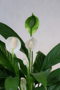 Peace Lily Spathiphyllum