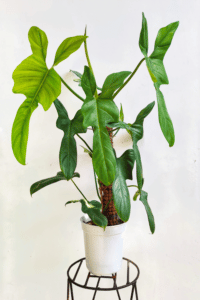 Philodendron Bipennifolium Care
