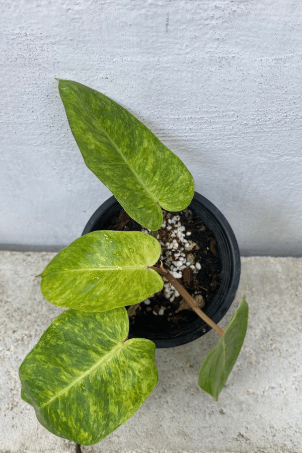 Philodendron Painted Lady Care