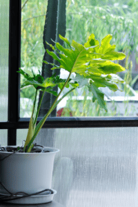 Philodendron Selloum Care