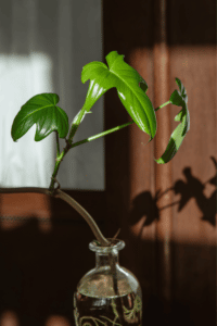 Philodendron Squamiferum Care