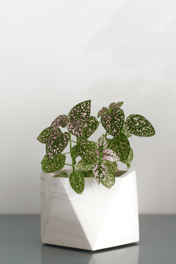 Polka Dot Plant (Hypoestes Phyllostachya)