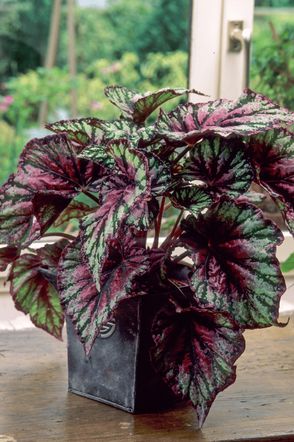 Begonia Rex (Painted Leaf Begonia)