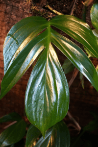 Rhaphidophora Decursiva Care