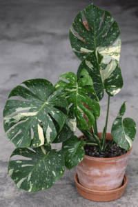 Thai Constellation Monstera Care