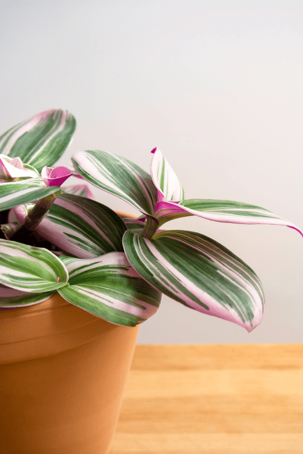 Tradescantia Nanouk