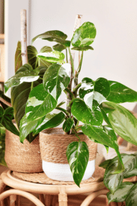 White Princess Philodendron Care