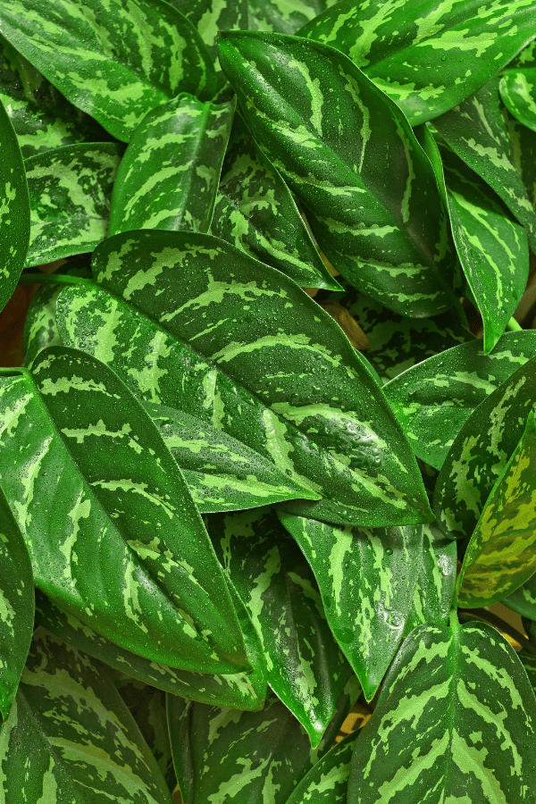 Caring for Chinese Evergreen Aglaonema