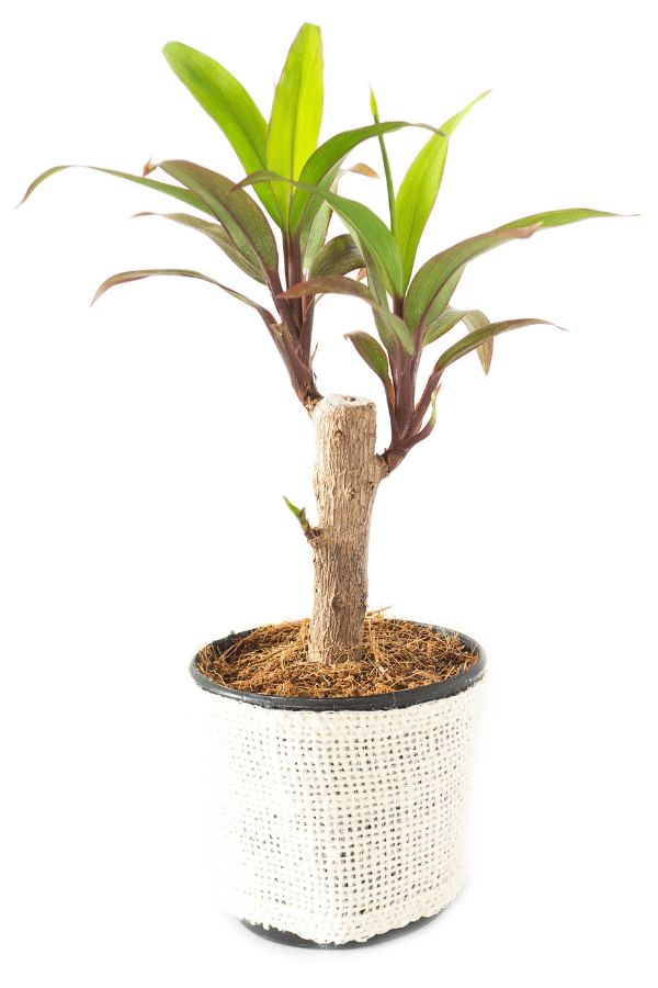 Caring for Dracaena Fragrans