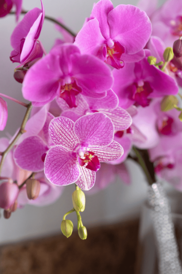 Caring for Moth Orchid Phalaenopsis
