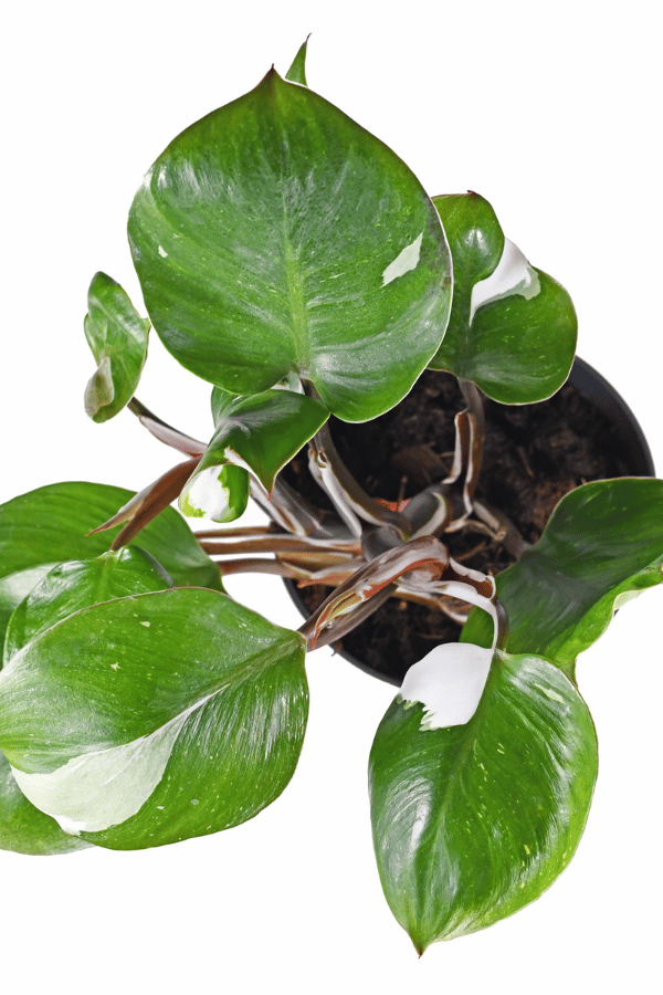 Caring for Philodendron White Knight