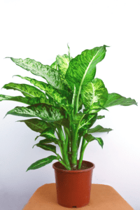 Chinese Evergreen Care