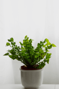 Crispy Wave Fern Care
