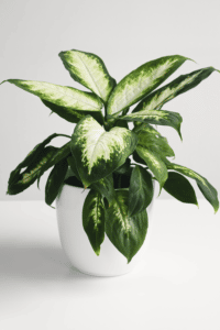 Dieffenbachia Care