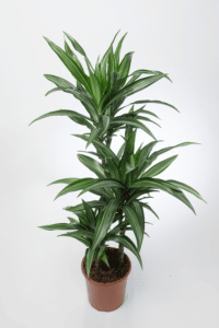 Dracaena Fragrans Care