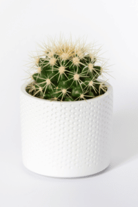 Golden Barrel Cactus Care