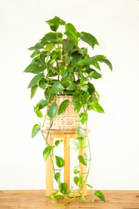 Golden Pothos Care