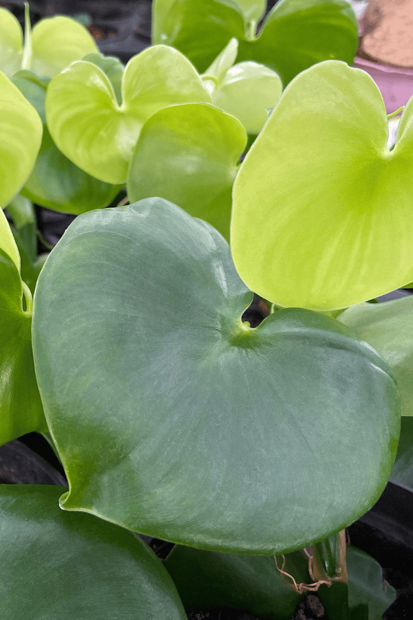 How to Care for Philodendron Grazielae