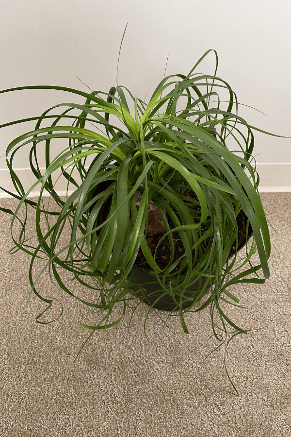 How to Care for Ponytail Palm
