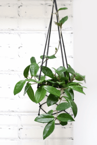 Hoya Krohniana Care