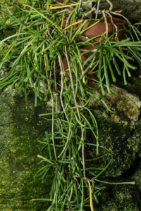 Hoya Retusa Care