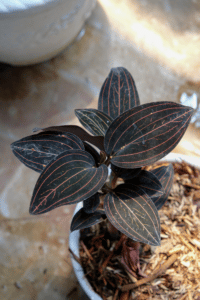 Jewel Orchid Ludisia Discolor Care