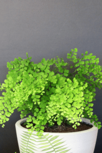 Maidenhair Fern Care