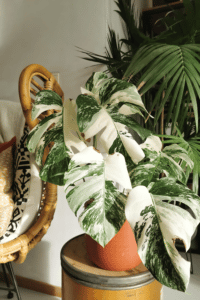 Monstera Albo Care