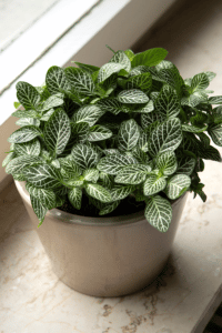 Nerve Plant Care