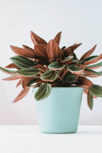 Peperomia Rosso Care