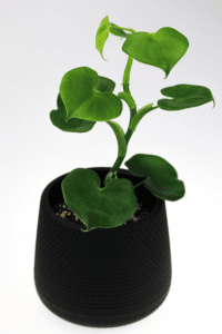 Philodendron Grazielae Care