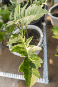 Philodendron Ring of Fire care