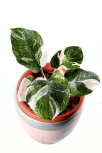 Philodendron White Knight Care
