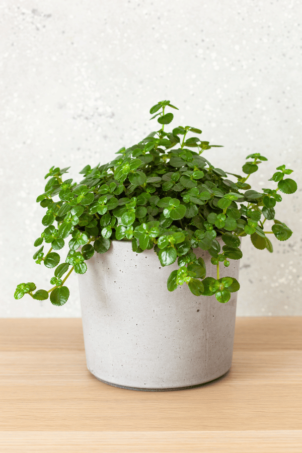 Pilea Depressa