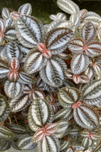 Pilea Involucrata Care