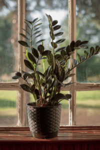 Raven ZZ Plant Care