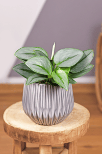 Scindapsus Treubii Moonlight Care
