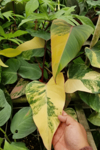 Strawberry Shake Philodendron