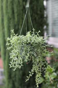 String of Dolphins Care