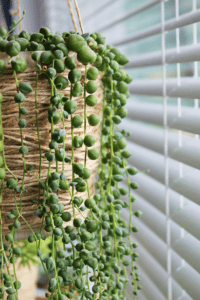 String of Pearls Care