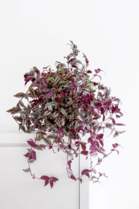 Tradescantia Zebrina Care