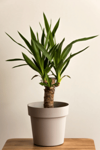 Yucca Cane Care